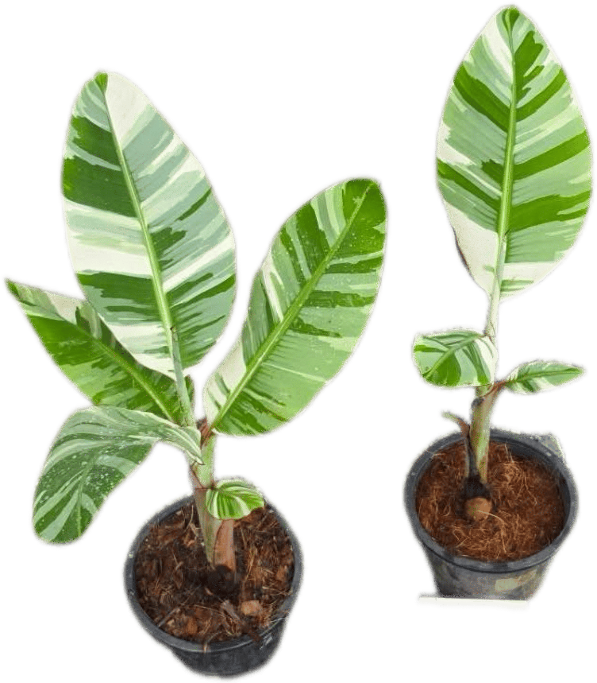 Банан Флорида вариегата