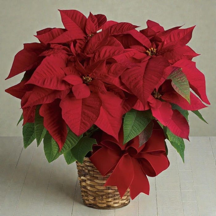Пуансеттия большой букет в коробке 20 х 60см
