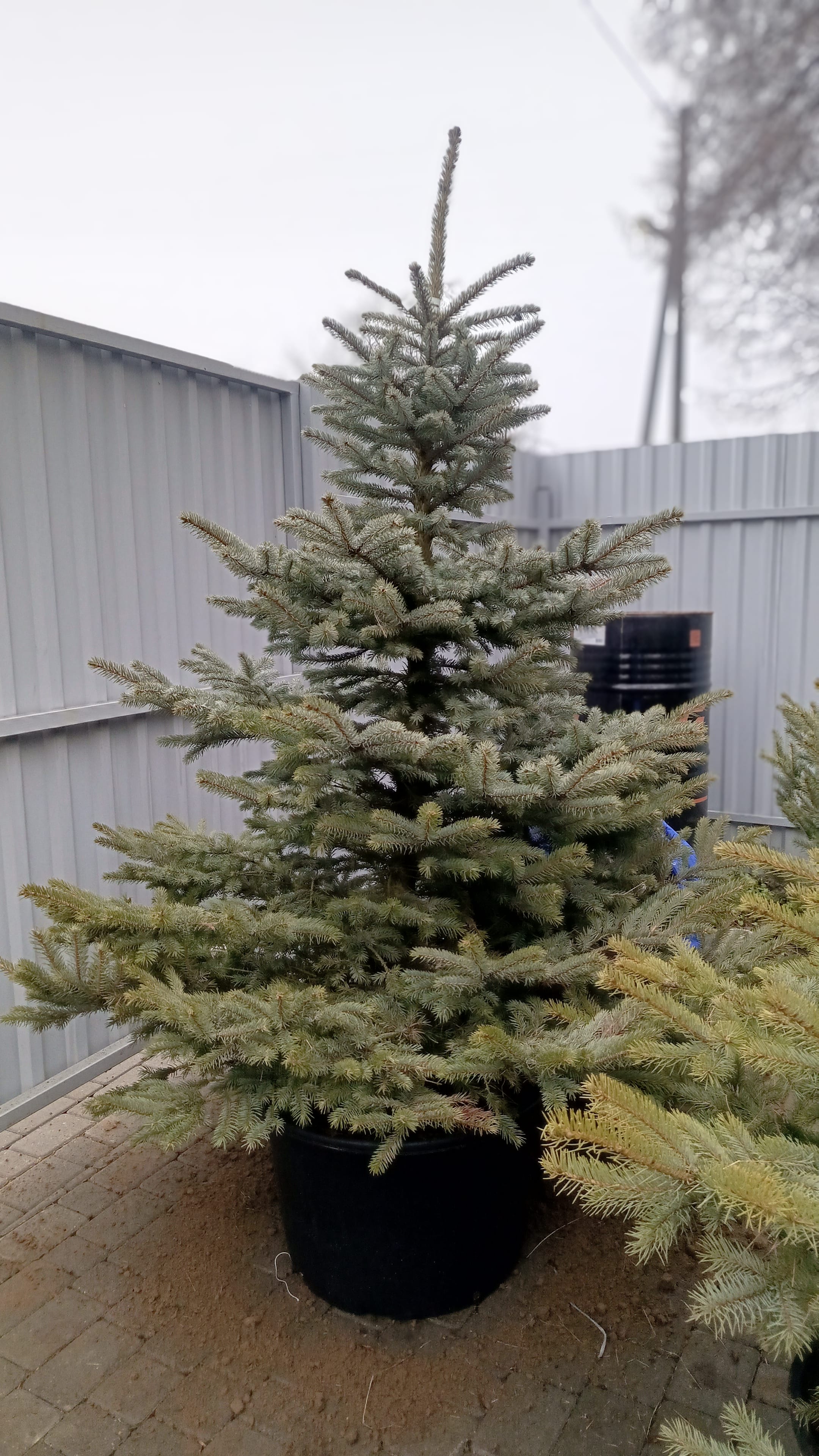 Ель голубая Кейбаб ЭКСТРА 200см+ новогодняя