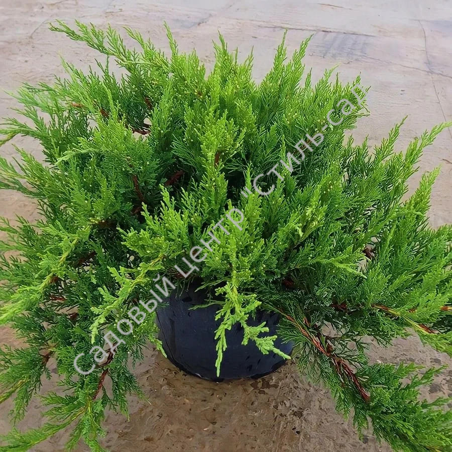 Можжевельник Тамарисцифолия с5