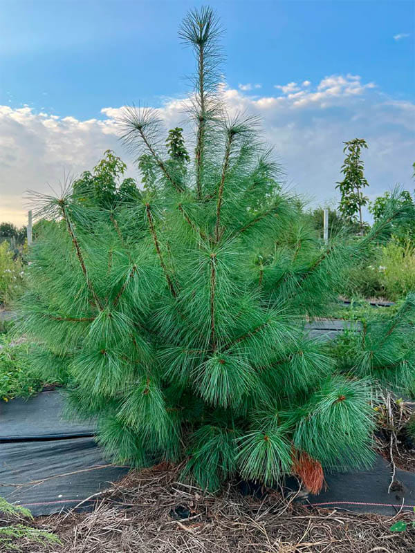 Веймутова сосна С3