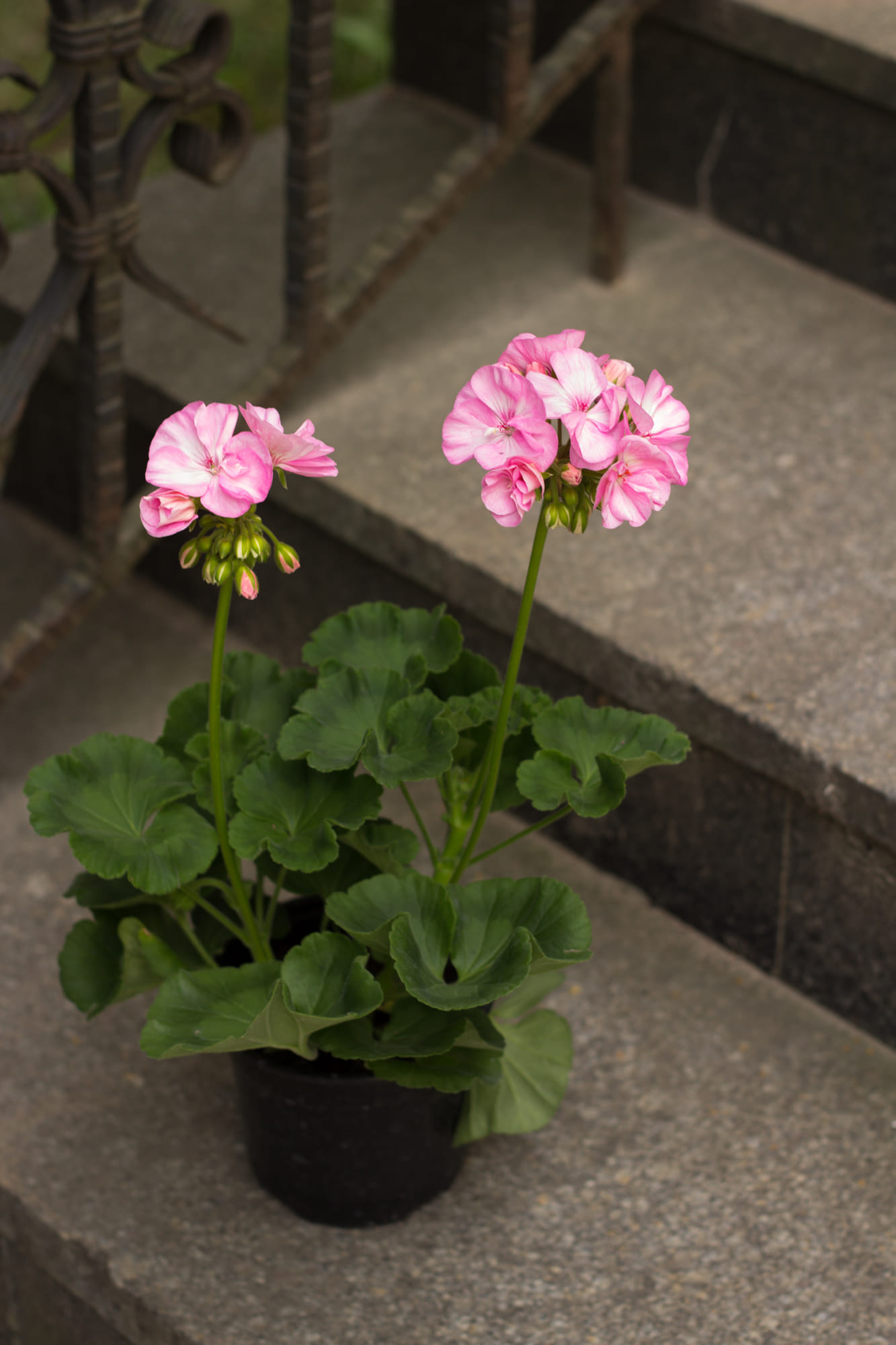 Пеларгония Сэрвивор Бэби фэйс