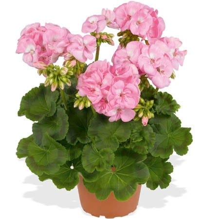 Пеларгония Сэрвивор Бэби фэйс