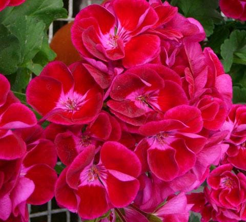 Пеларгония Фловер фэйри вельвет