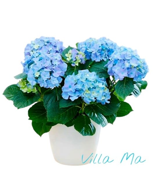 Большая голубая гортензия 3-6 цветов