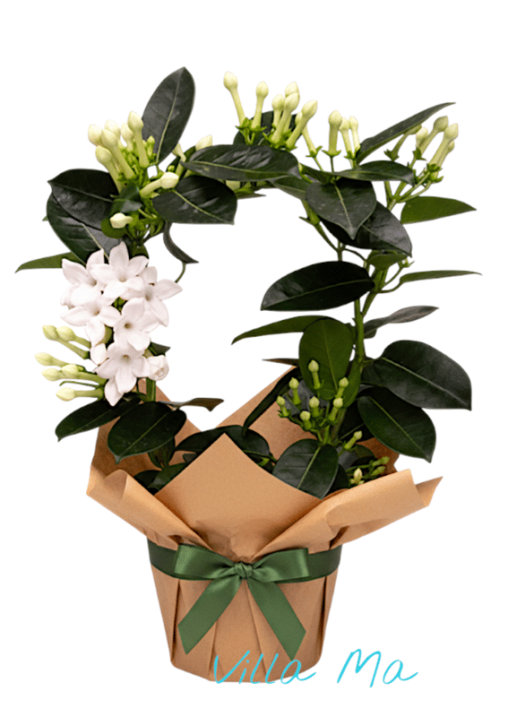 Стефанотис цветущий большой букет