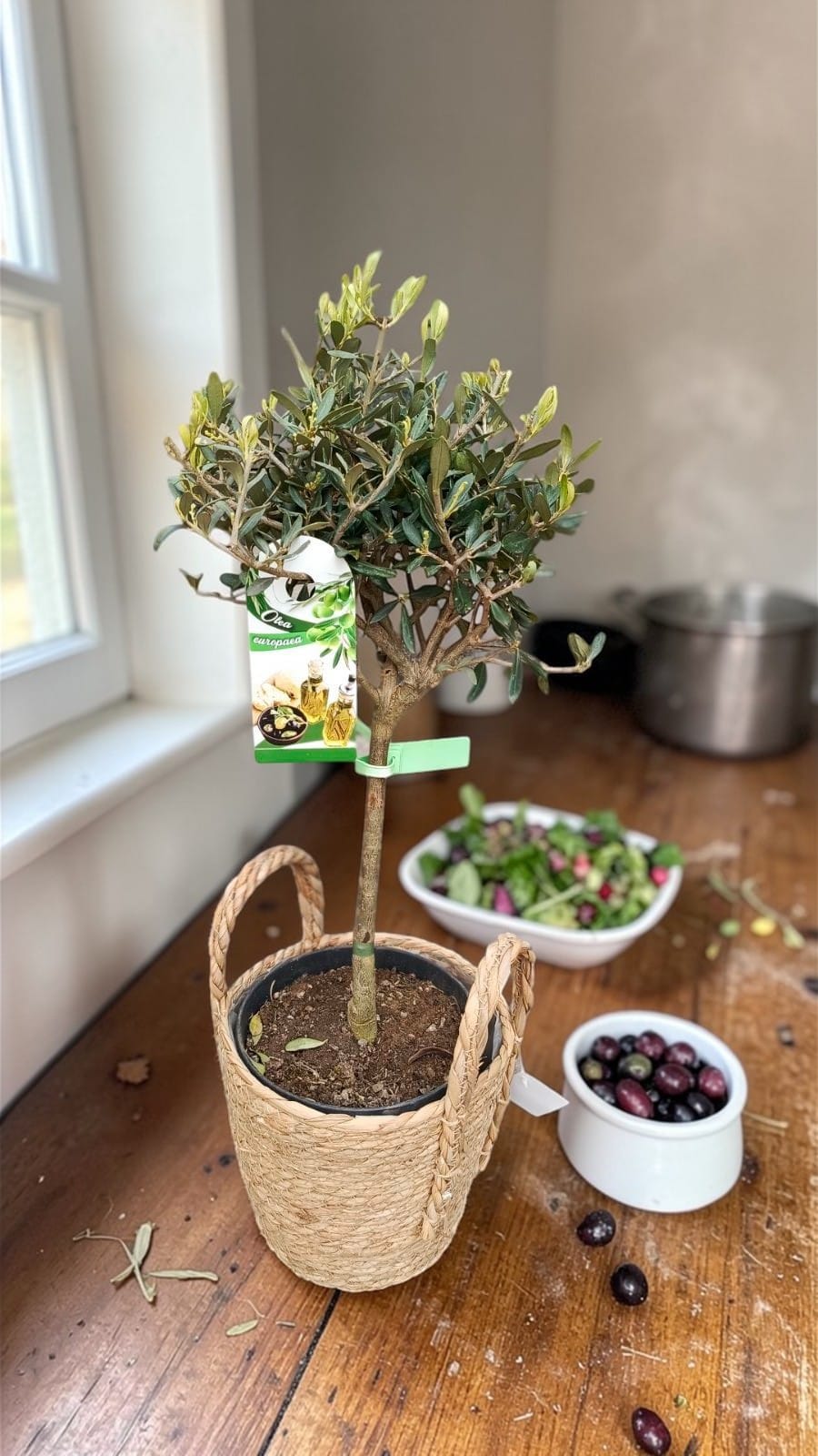 Олива Европейская маслина в корзине