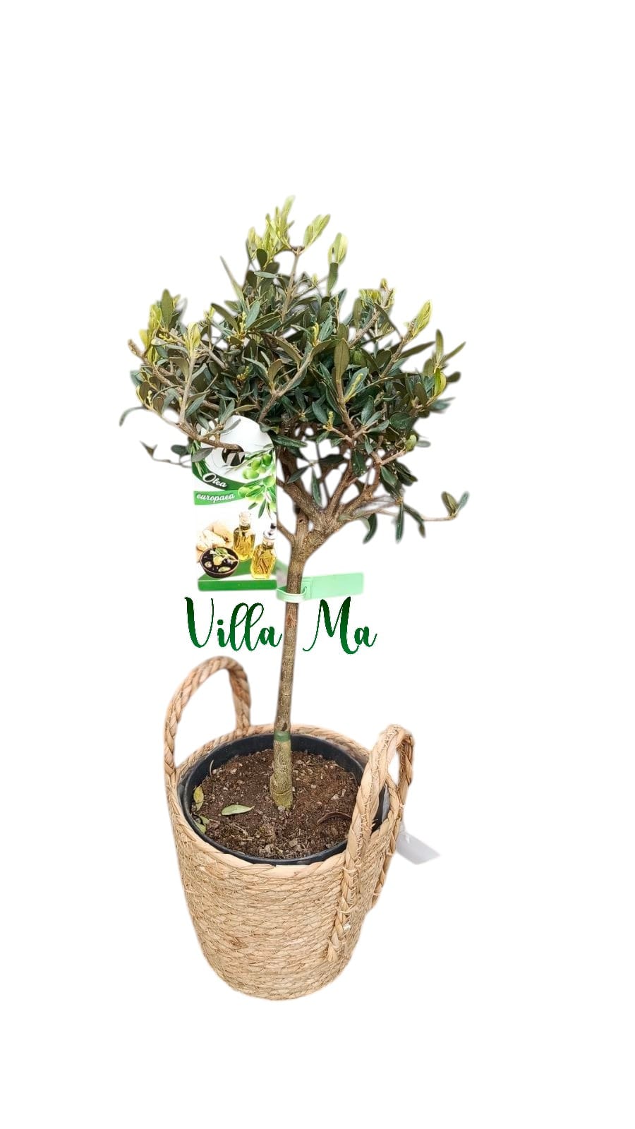 Олива Европейская маслина в корзине