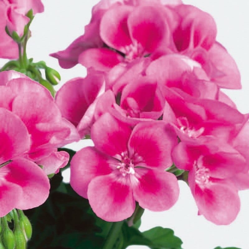 Пеларгония Фловер фэйри Роуз