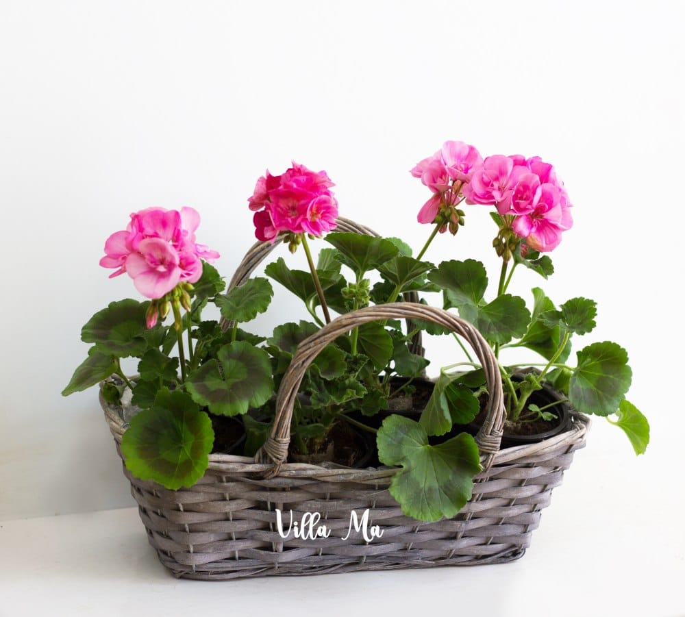 Пеларгония Фловер фэйри Роуз