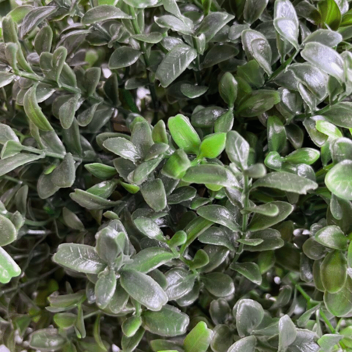 Самшит на штамбе