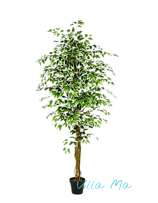 Фикус бенжамина Анастасия 170см искусств.