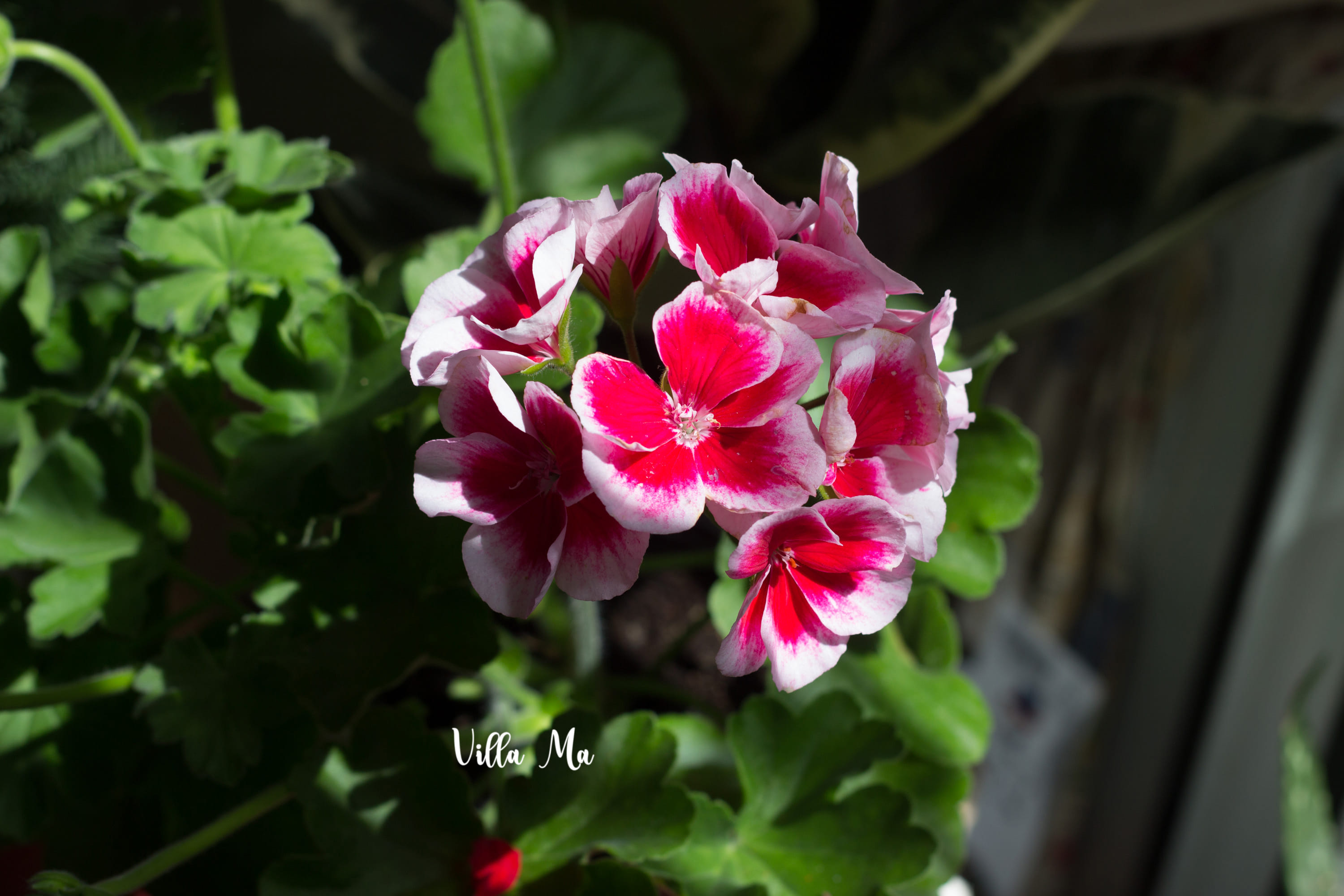 Пеларгония Американа Пинк