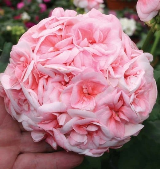 Пеларгония Принцесса Сальмон