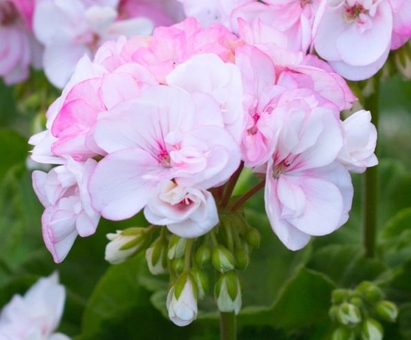 Пеларгония Тамара