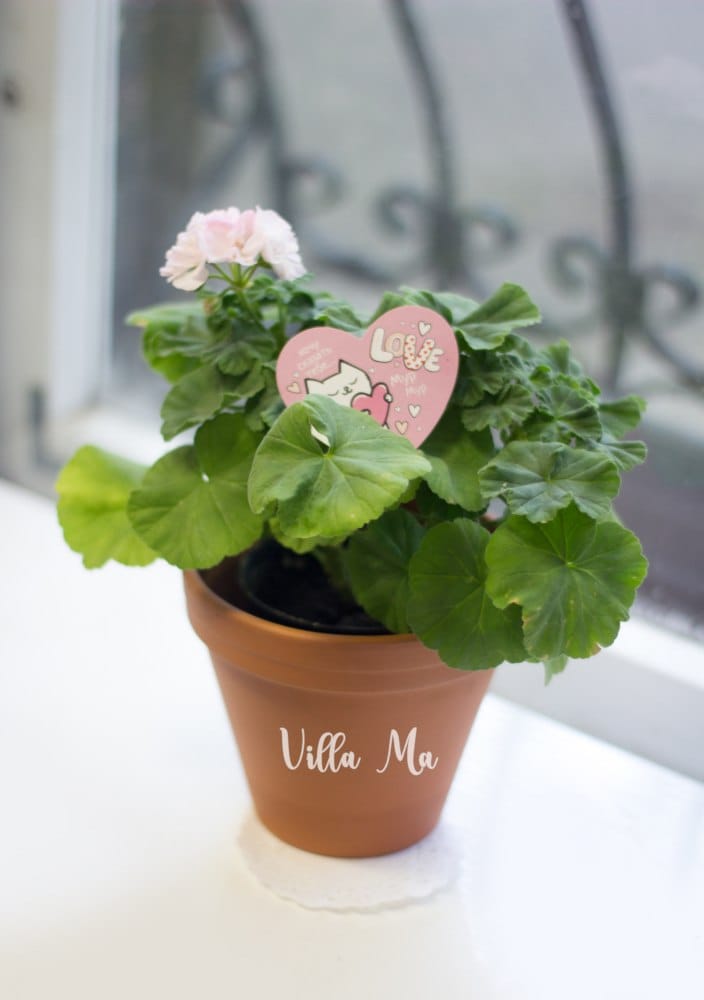 Пеларгония Тамара