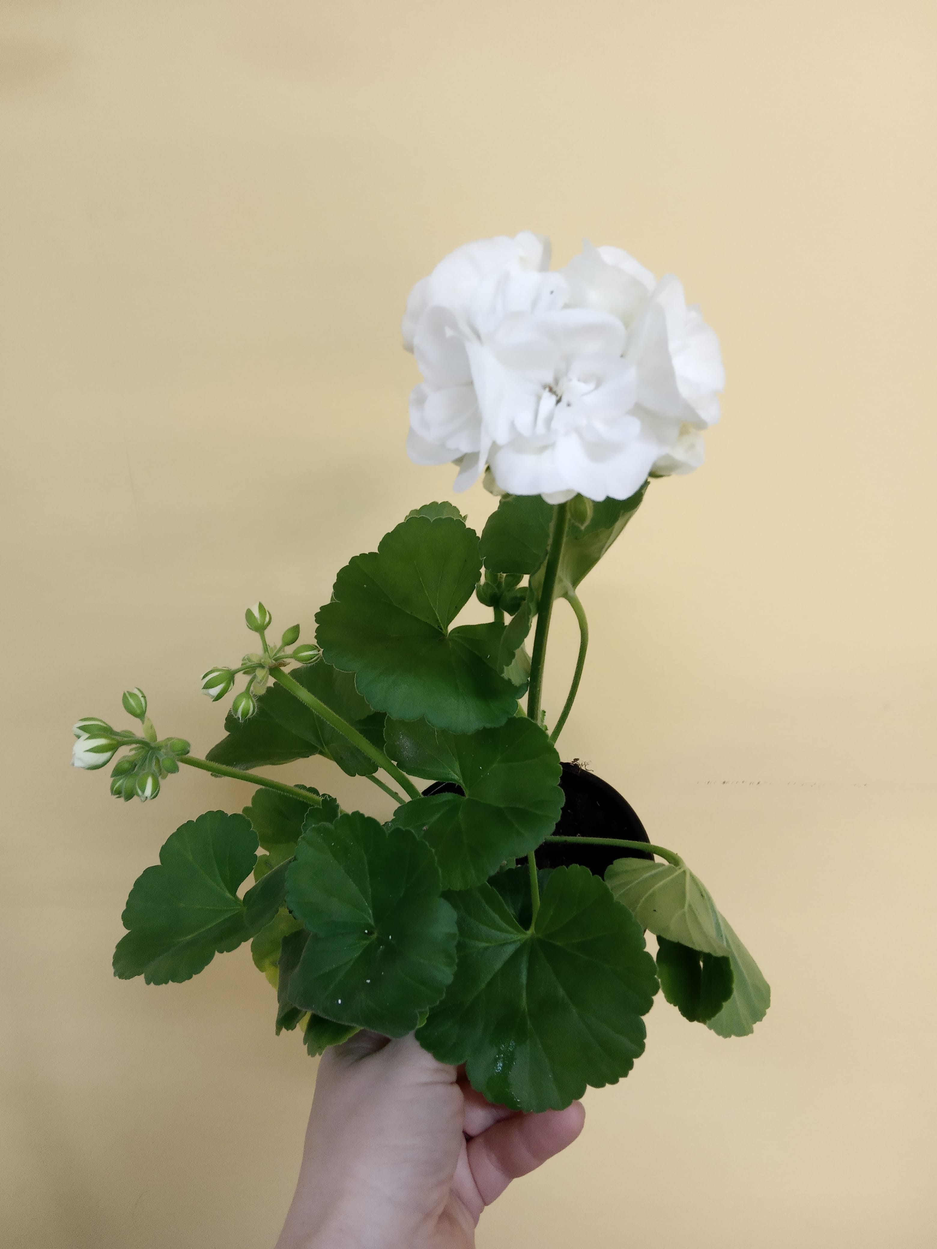 Пеларгония Альбина куст