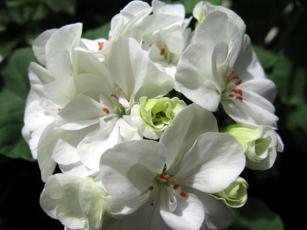 Пеларгония Альбина куст