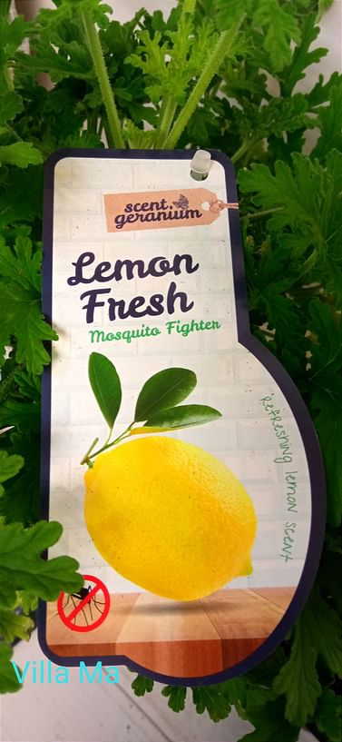 Пеларгония Лимонная душистая