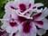 Пеларгония Candy flowers bicolor королевская