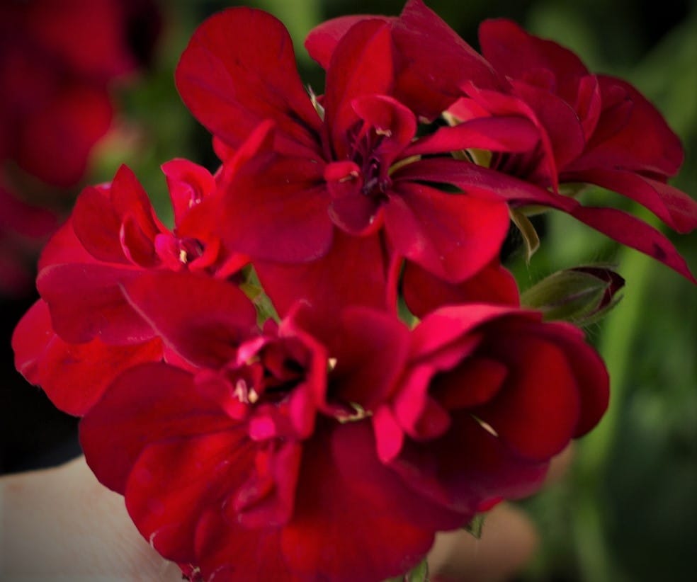 Пеларгония ампельная Рэд Максима