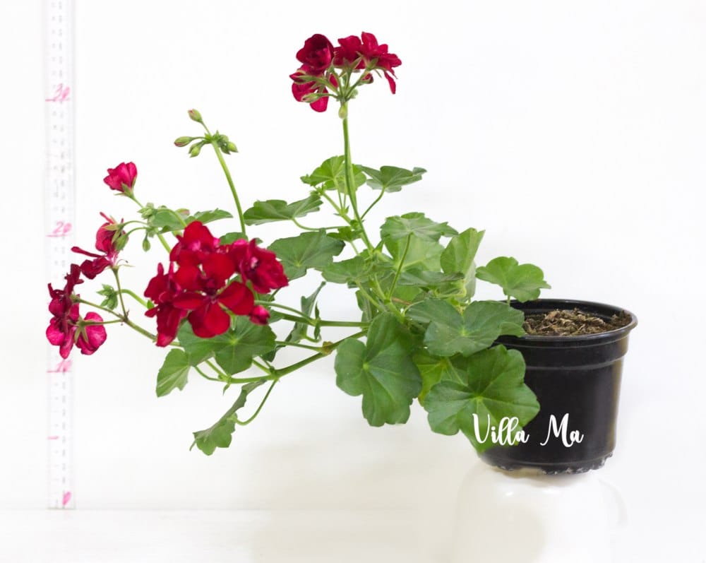 Пеларгония ампельная Рэд Максима
