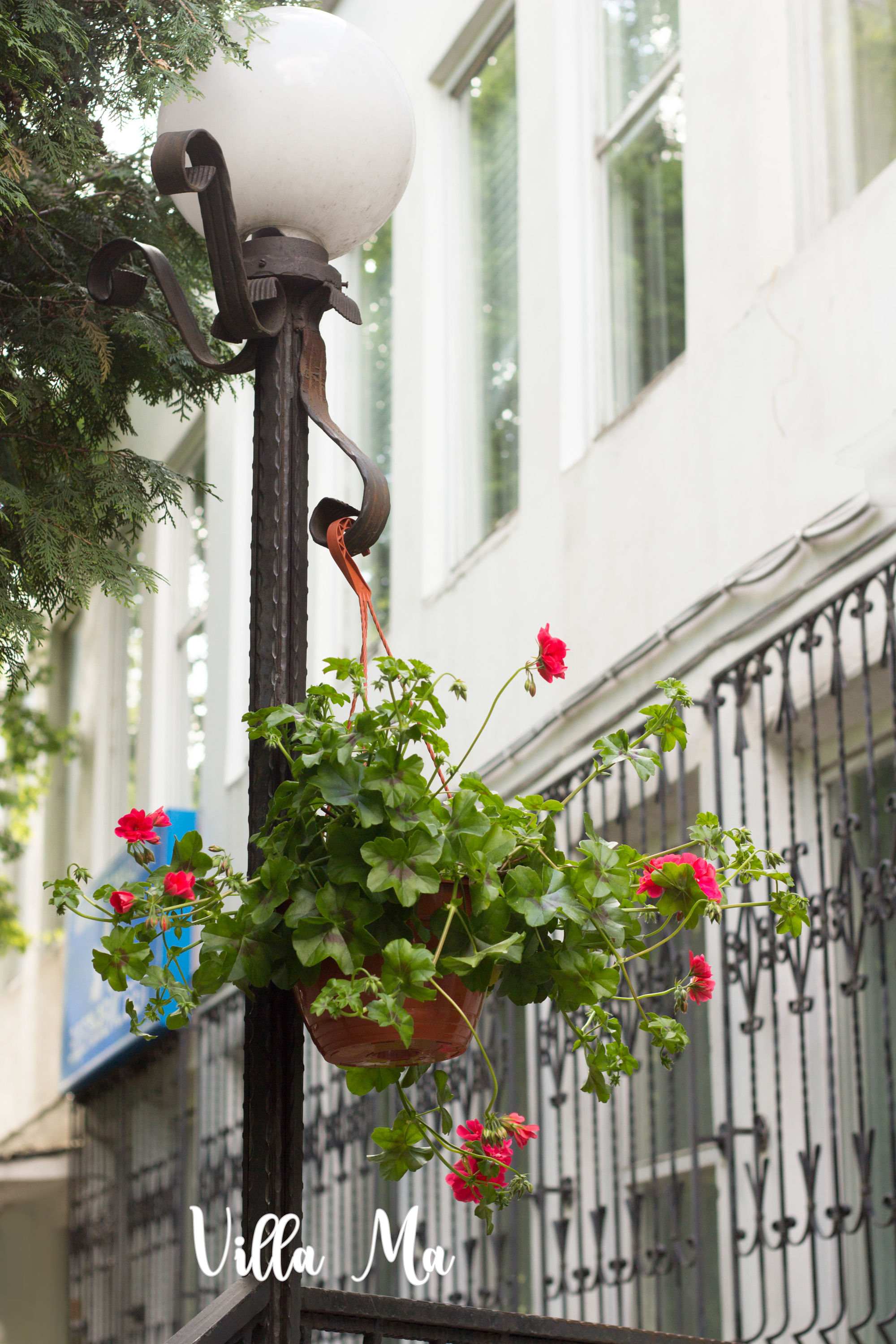 Пеларгония ампельная Молина