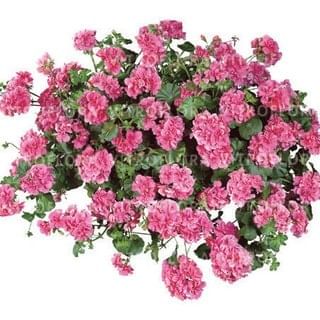 Пеларгония ампельная Молина