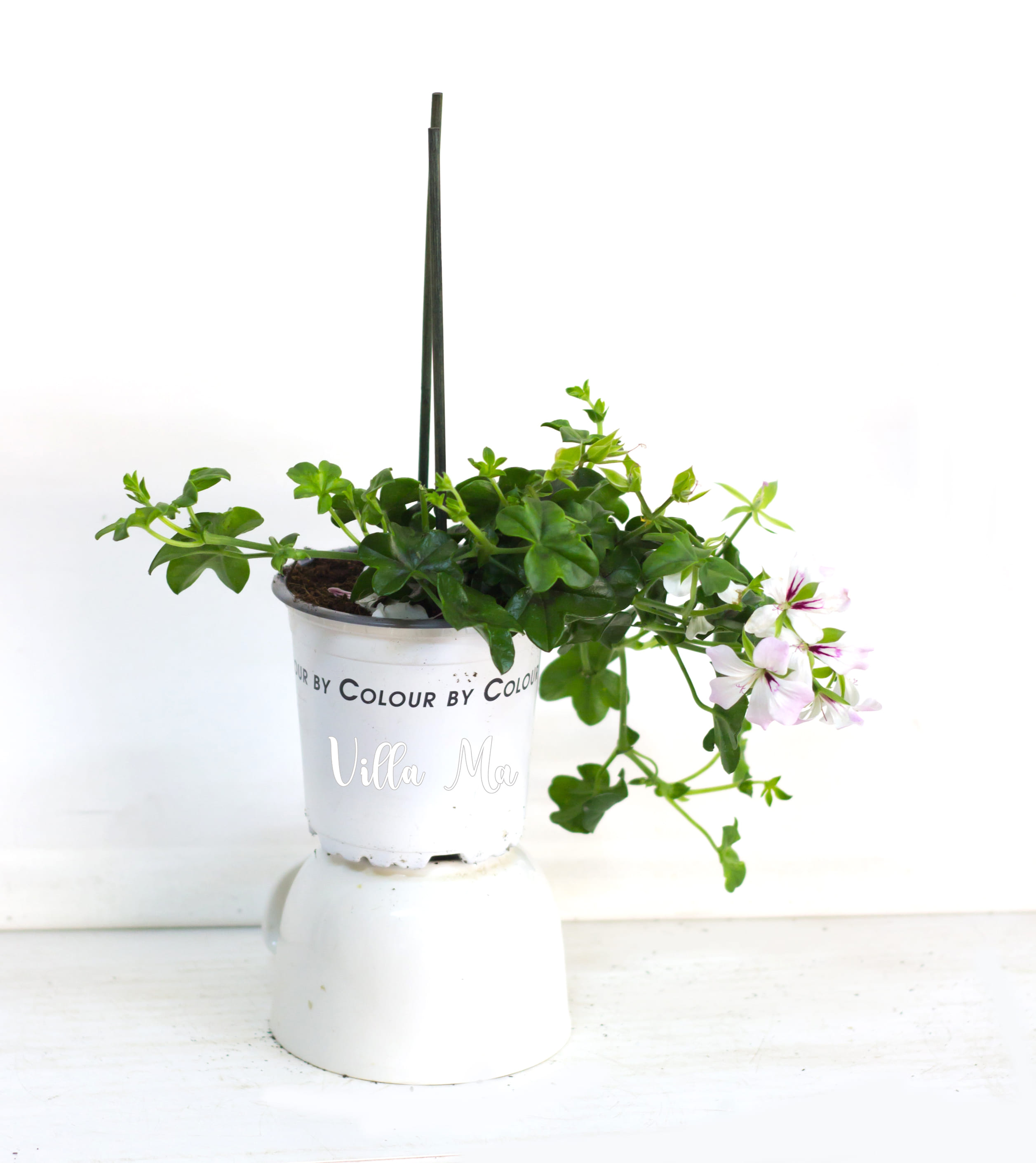 Пеларгония каскадная Вилле Дрезден