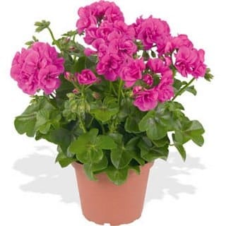 Пеларгония ампельная Блу Аметист