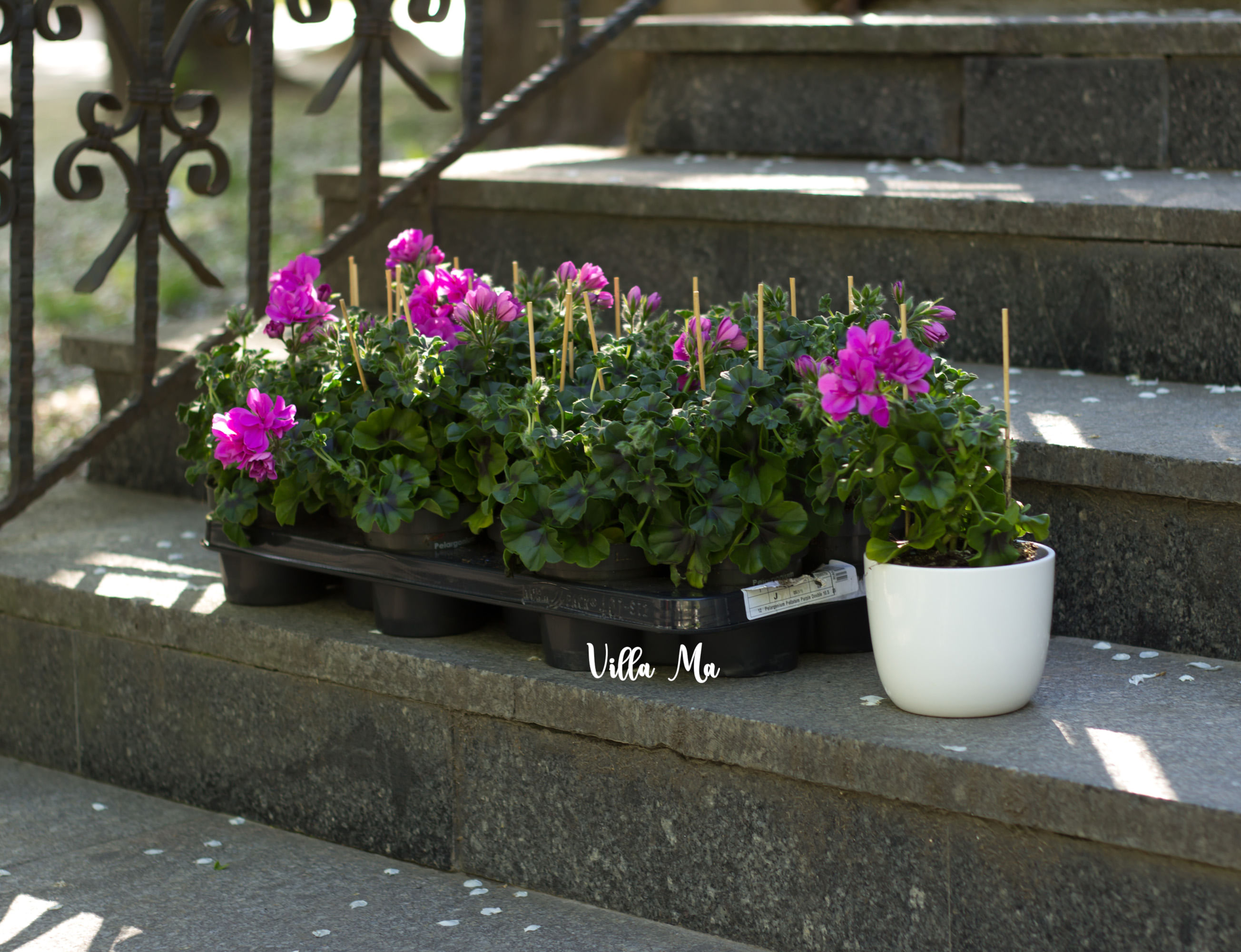 Пеларгония ампельная Блу Аметист