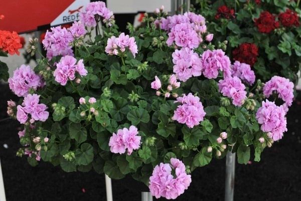 Пеларгония ампельная Лавендер