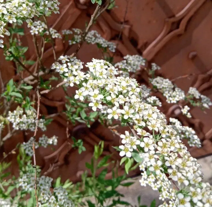 Спирея серая куст 3г Грефшейм