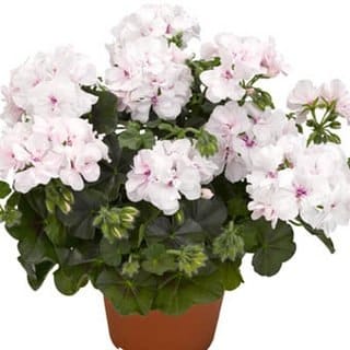 Пеларгония ампельная Уайт