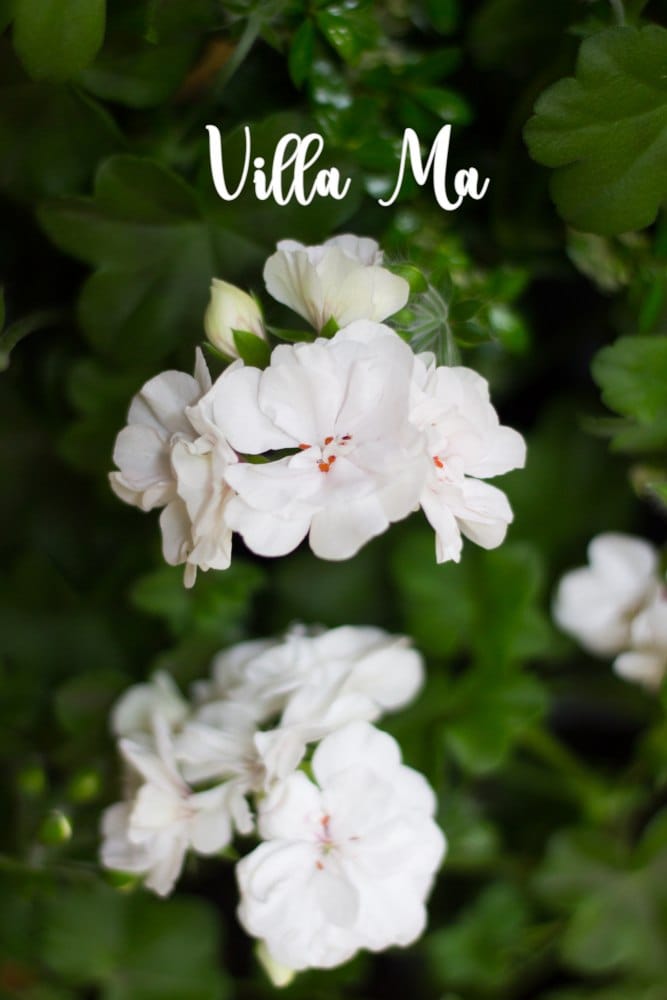 Пеларгония ампельная Белый Ангел