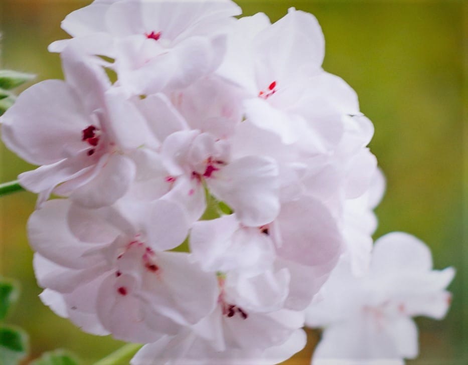 Пеларгония ампельная Белый Ангел