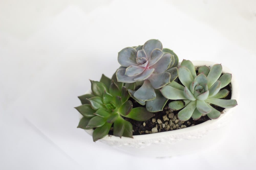 Садик в каменном кашпо