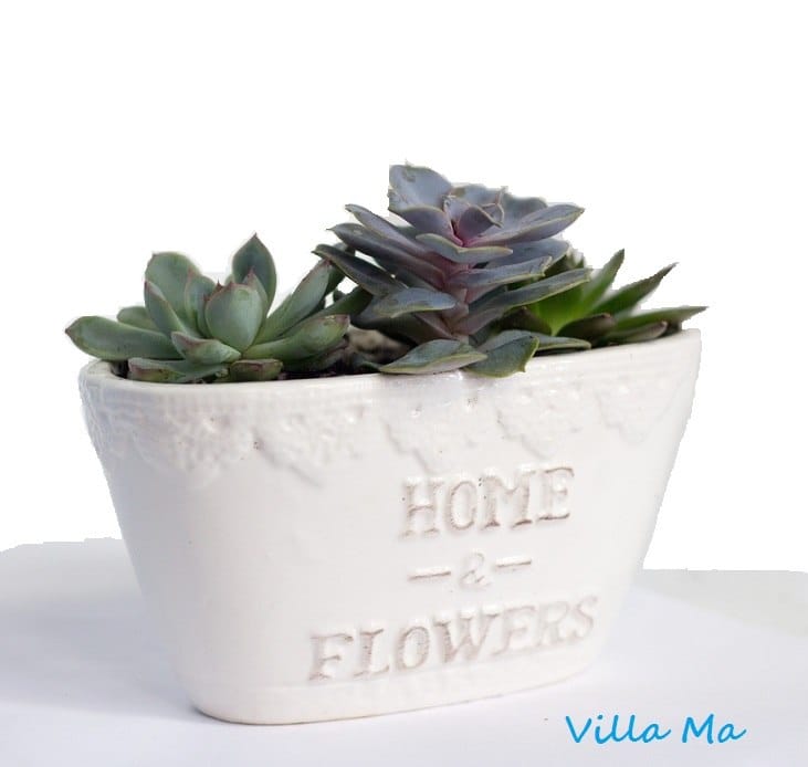 Садик в каменном кашпо