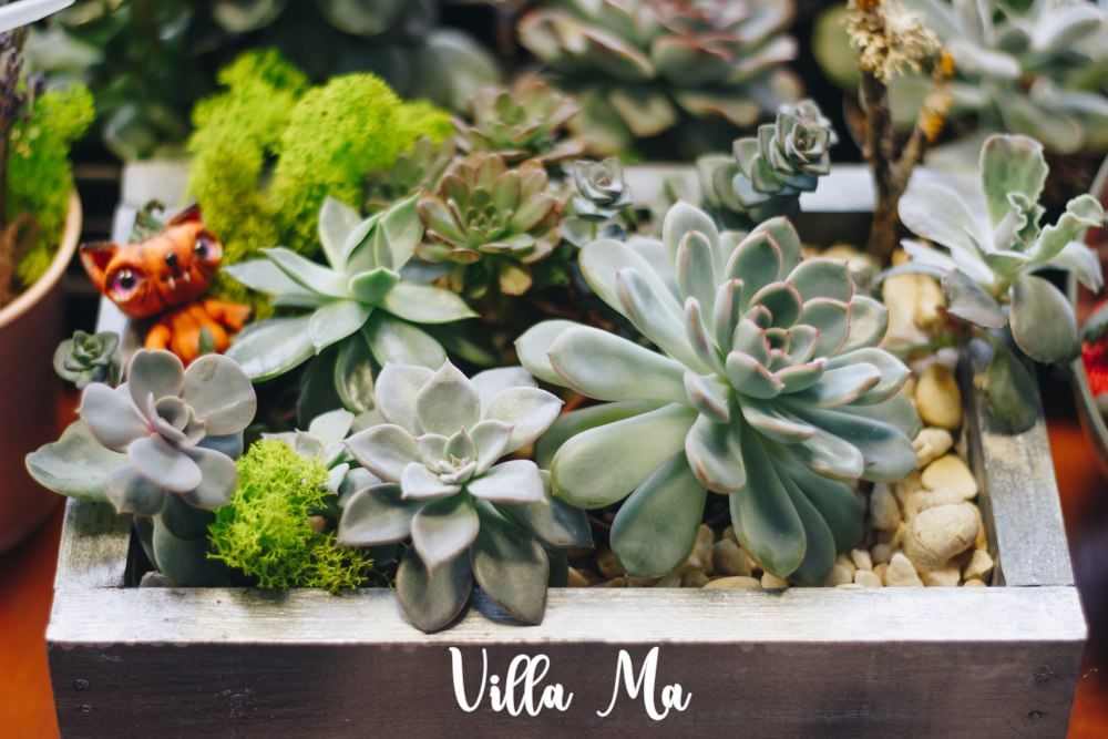 Флорариум в ящике