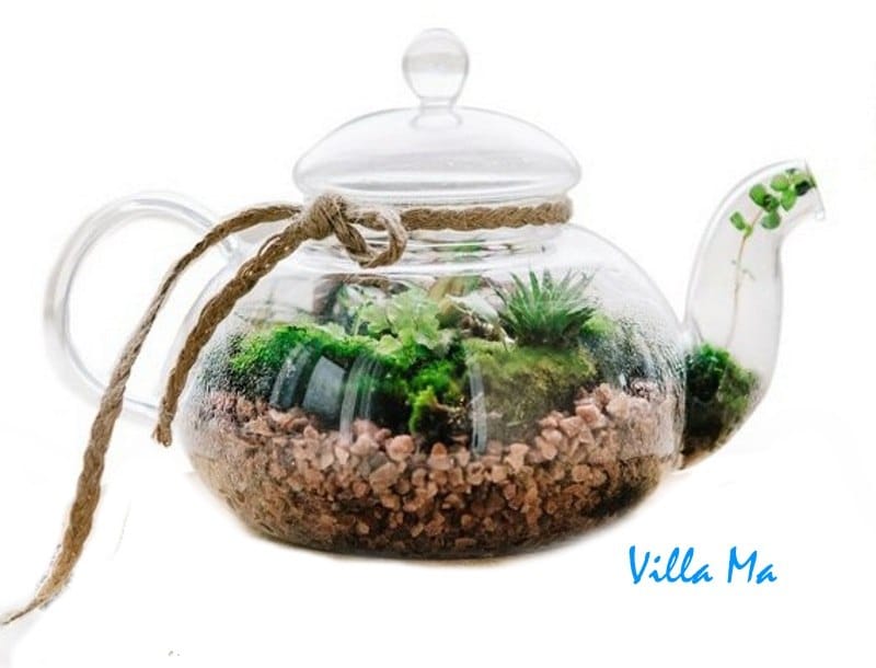 Флорариум в вашей вазе