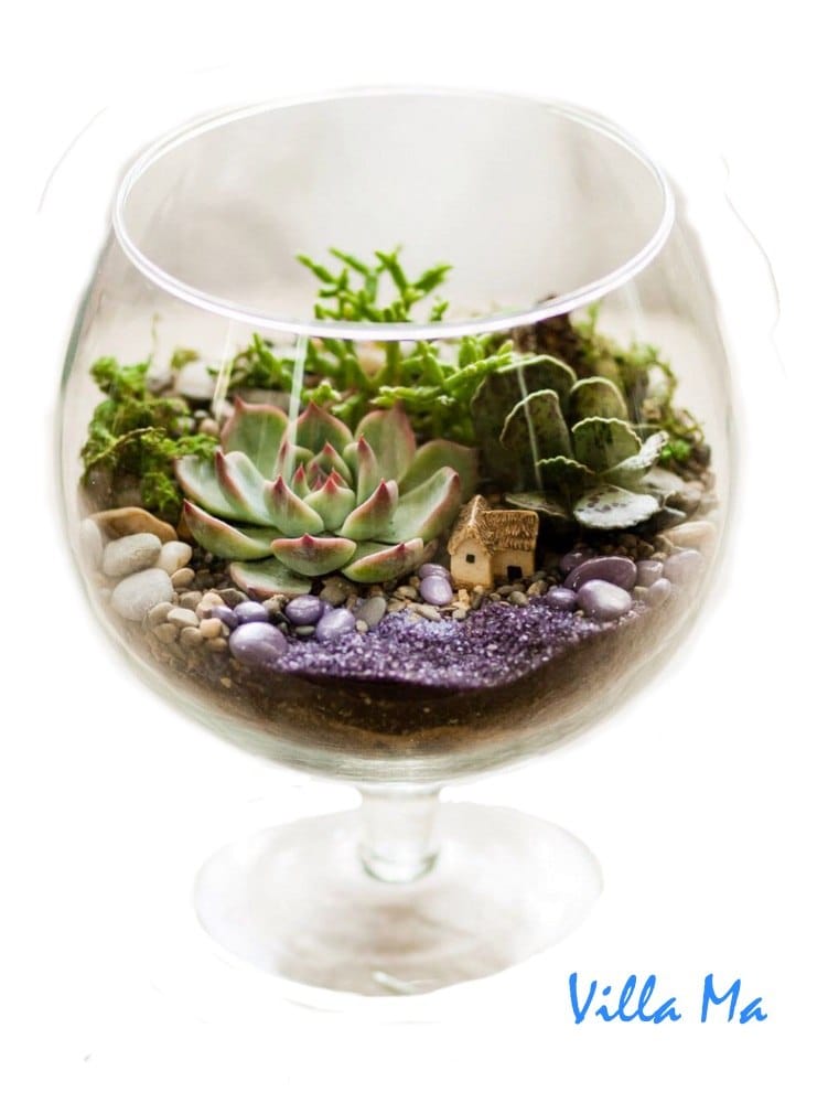 Флорариум Африка в бокале Д16см Villa Ma