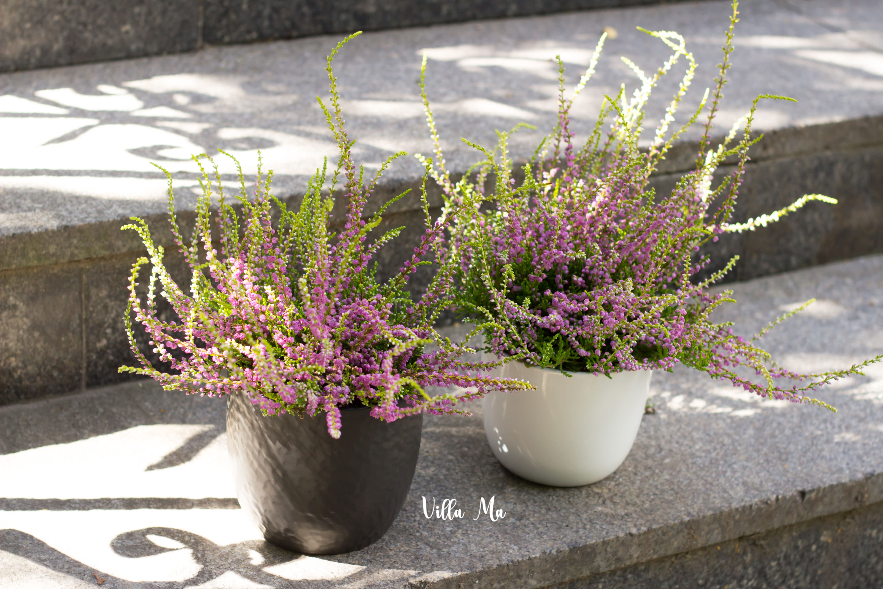 Вереск декоративный большой садовый