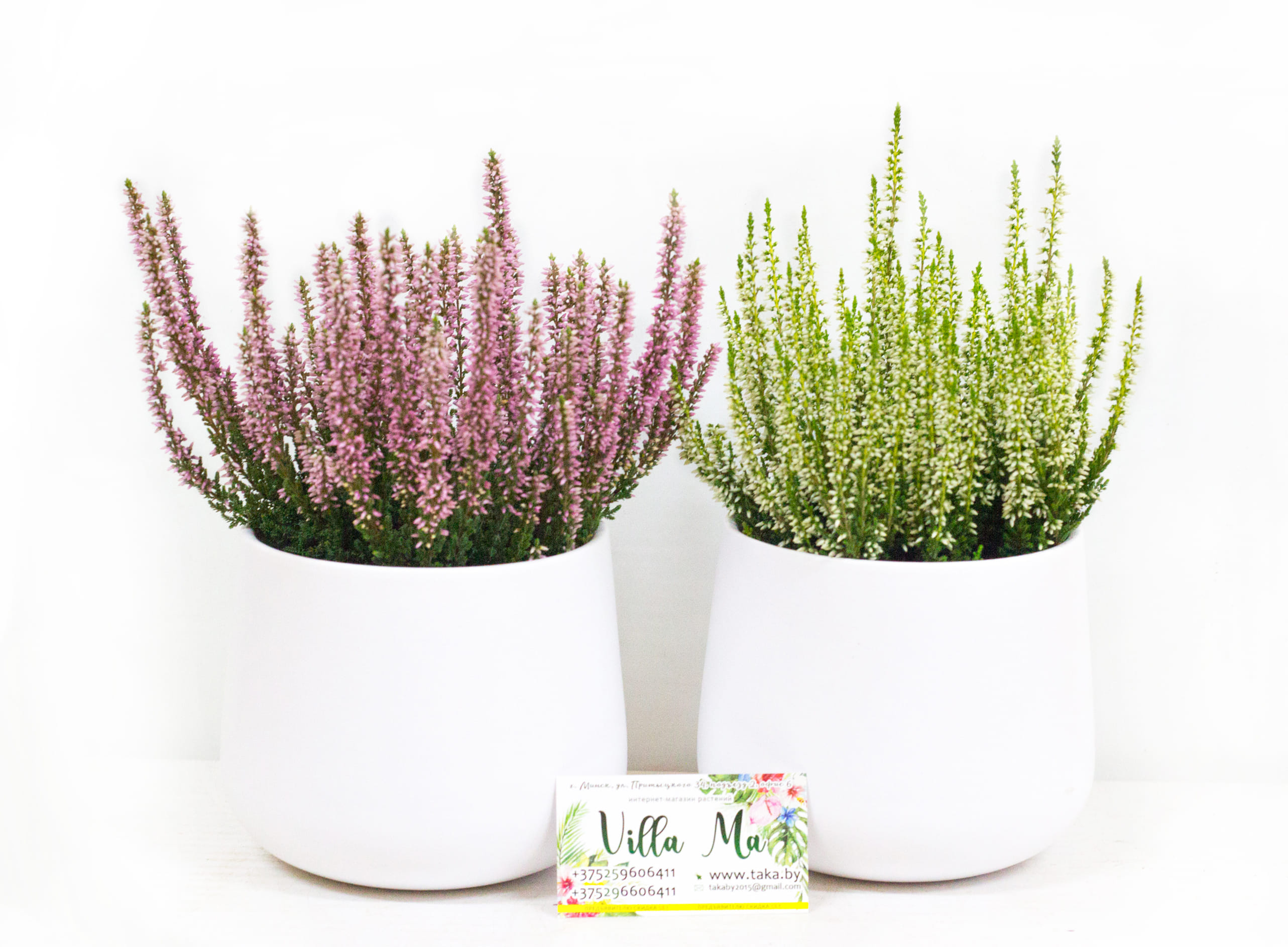 Вереск декоративный Минск - купить в нашем цветочном ...