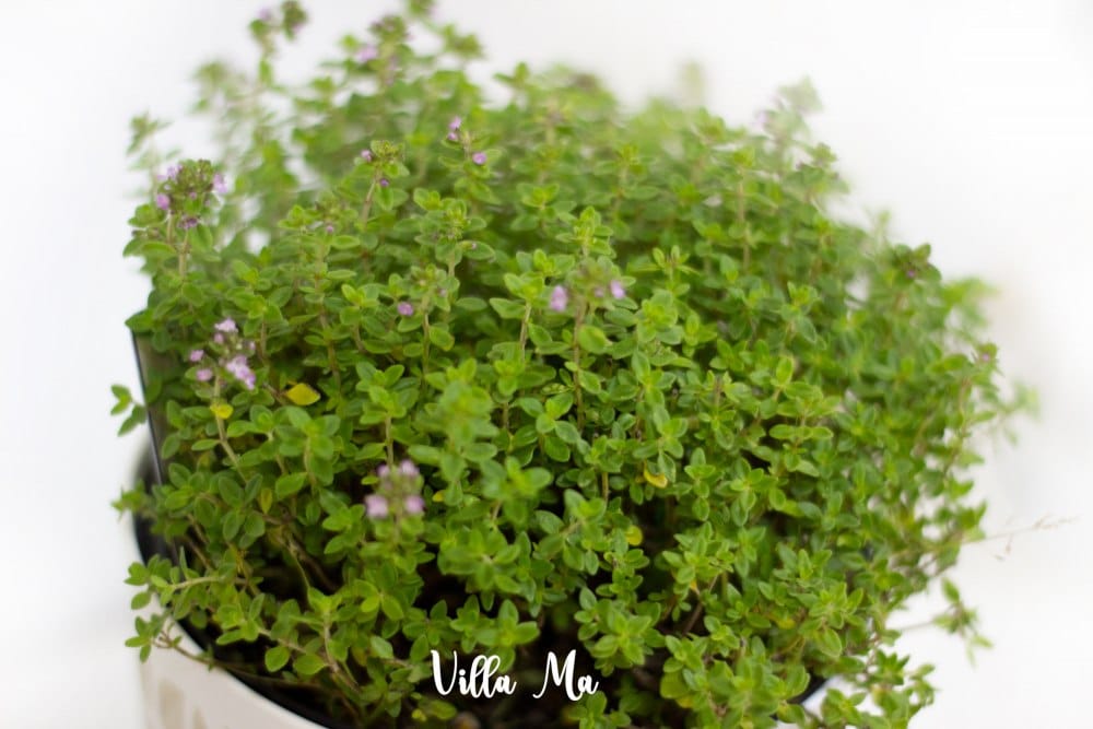 Тимьян лимонный