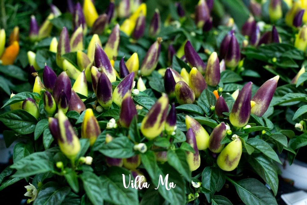 Перчик острый мини