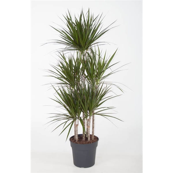 Драцена Маргината многоствольная