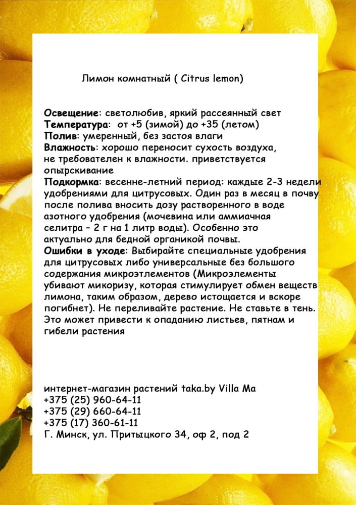 Лимонное дерево с плодами 180см