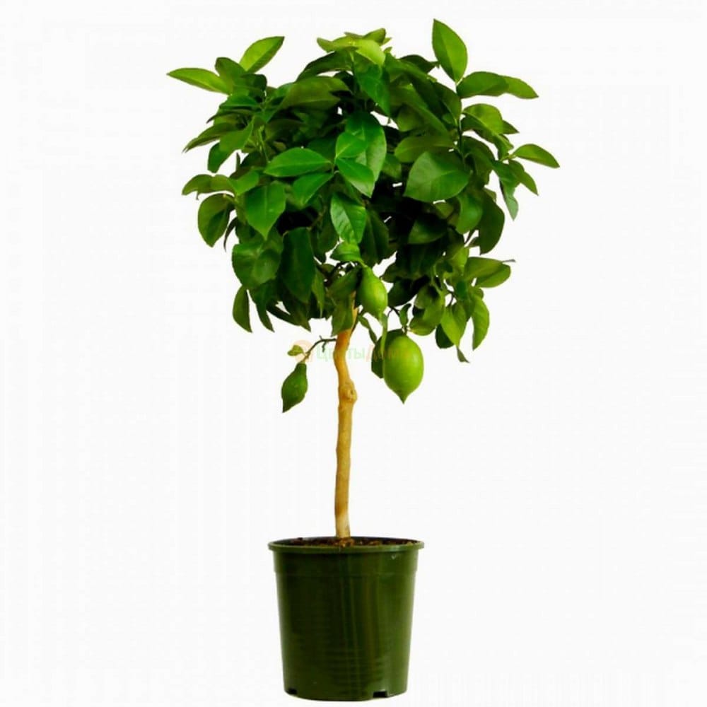 Лимонное дерево с плодами 180см