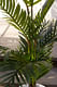 Пальма Феникс-1 80х127 см искусств.
