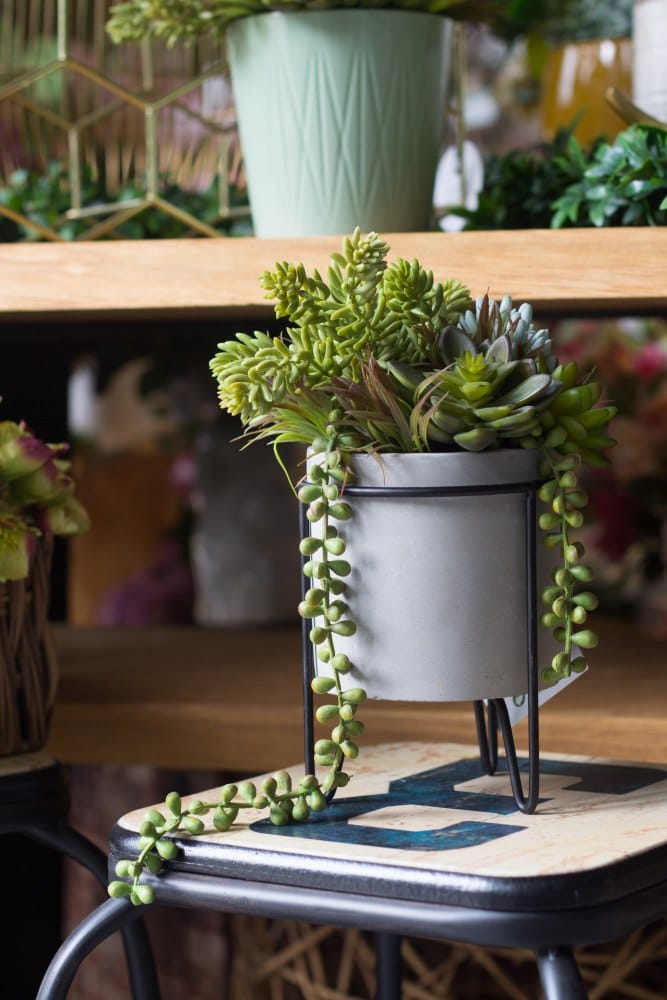 Суккулент искусств.